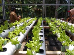 Bertahan di Tengah Pandemi, Warga Kuningan Tanam Sayuran Depan Rumah