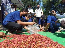 Upaya Kementan Dorong Petani di Lumajang Tingkatkan Kualitas Kopi