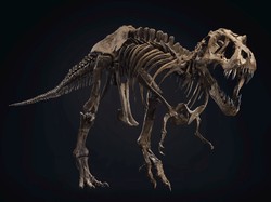 Studi: Kepintaran T- Rex Bukan seperti Primata, Tapi Setara dengan Hewan Ini