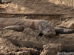 Viral Foto Komodo vs Truk Proyek, Netizen Gaungkan #SaveKomodo