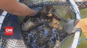 VIDEO: Panen Ikan Kerapu Jumbo Kala Pandemi