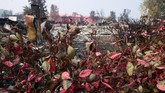 FOTO: Kompleks Perumahan di Oregon Habis Dilahap Api Karhutla Ratusan rumah di daerah Almeda, Jackson County, Negara Bagian Oregon, Amerika Serikat, hangus akibat kebakaran hutan dan lahan.