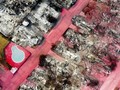 FOTO: Kompleks Perumahan di Oregon Habis Dilahap Api Karhutla