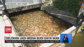 VIDEO: Budi Daya Ikan Nila di Selokan