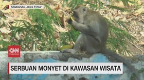 VIDEO: Serbuan Monyet di Kawasan Wisata Situbondo