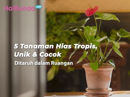 5 Tanaman Hias Tropis, Unik & Cocok Ditaruh dalam Ruangan