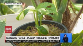VIDEO: Harga Tanaman Hias 'Janda Bolong' Capai Rp100 Juta