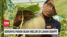 VIDEO: Serunya Panen Buah Melon di Lahan Sempit