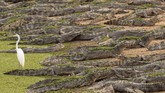 NYALANG: Menyesap Jeda di Tengah Angkara Potret tenaga kesehatan di India hingga matahari tenggelam yang terlihat menyala akibat kebakaran hutan di AS mewarani foto pilihan CNN Indonesia pekan ini.