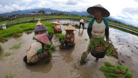 Nilai Tukar Petani Naik Jadi 102,86 pada November 2020