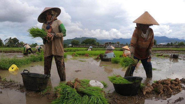 BPS mencatat upah buruh tani, bangunan bukan mandor, potong rambut wanita, dan asisten rumah tangga naik jadi Rp57.009 per hari pada Oktober 2021.