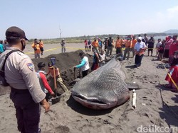 Hiu Paus yang Mati Terdampar di Pantai Congot Akhirnya Dikubur