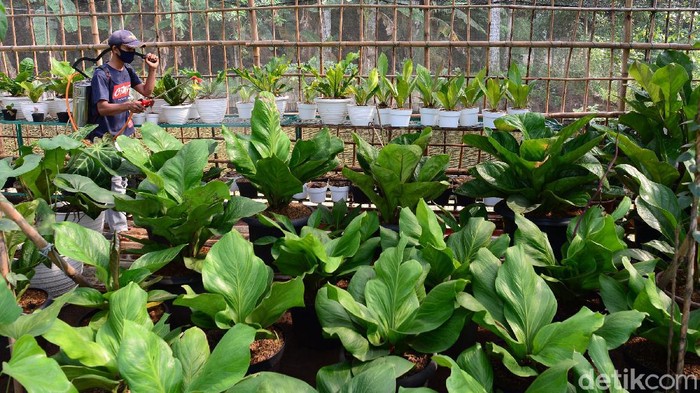 Petani tanaman hias menyemprot cairan anti hama pada berbagai jenis tanaman anthurium di kawasan Pondok Aren, Tangerang Selatan, Sabtu (19/9/2020). Nilai jual tanaman anthurium masih tinggi meski tidak sefenomenal satu dekade silam yang mencapai ratusan juta rupiah. Saat ini, satu pohon anthurium dibandrol mulai dari ratusan ribu hingga jutaan rupiah tergantung ukuran dan jenisnya. Tanaman dalam keluarga Araceae tersebut memiliki sekitar 1.000 jenis namun hanya beberapa yang populer seperti anthurium Jemanii, Gelombang Cinta dan Hookeri.