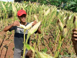 Lagu Menanam Jagung Dinyanyikan dengan Tempo Sedang, Simak Lirik dan Chordnya
