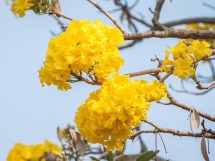 Terpopuler: Tanaman Hias Outdoor, Viral Wanita Pakai Ratusan Susuk