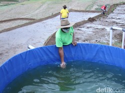 Kota Bandung Bikin Wisata Edukasi Ternak Domba-Lele