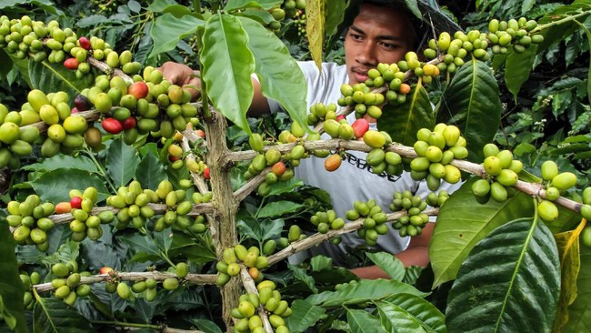 Jokowi memerintahkan Mentan Amran Sulaiman meningkatkan produktivitas perkebunan kopi menjadi 8-9 ton per hektare seperti negara lain.