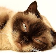 5 Hal Berikut Bikin Kucing Kamu Bete, Hindari ya!