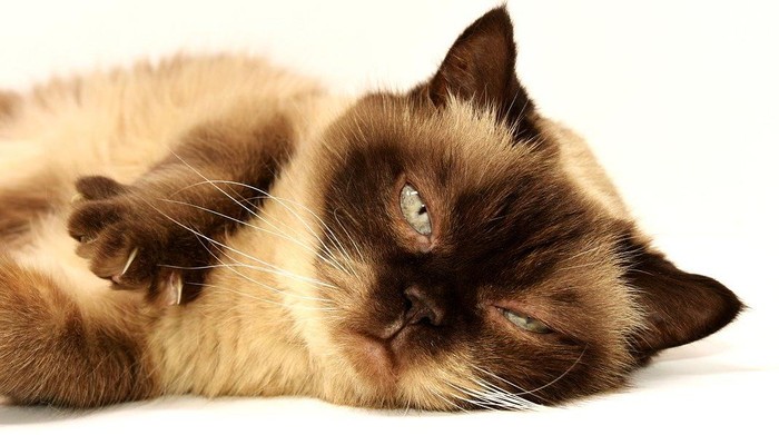 5 Hal Berikut Bikin Kucing Kamu Bete, Hindari ya!