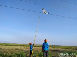 Siapa Pemilik Layang-layang yang Bikin Listrik 8 Kabupaten di Jatim Padam?