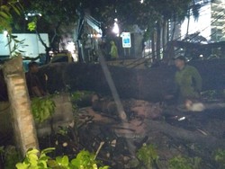 Video Mobil Minibus Hancur Tertimpa Pohon Tumbang di Jakpus