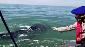 VIDEO: Kawanan Hiu Tutul Yang Berkeliaran di Laut Pasuruan