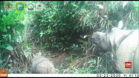 VIDEO: Dua Anak Badak Jawa Luther-Helen di Ujung Kulon