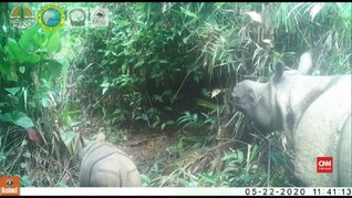 VIDEO: Dua Anak Badak Jawa Luther-Helen di Ujung Kulon