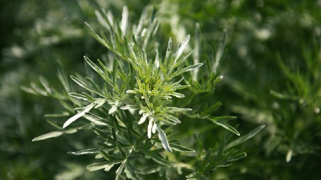 Organisasi Kesehatan Dunia mengesahkan protokol untuk menguji obat-obatan herbal Afrika sebagai pengobatan potensial untuk virus corona dan epidemi lainnya.