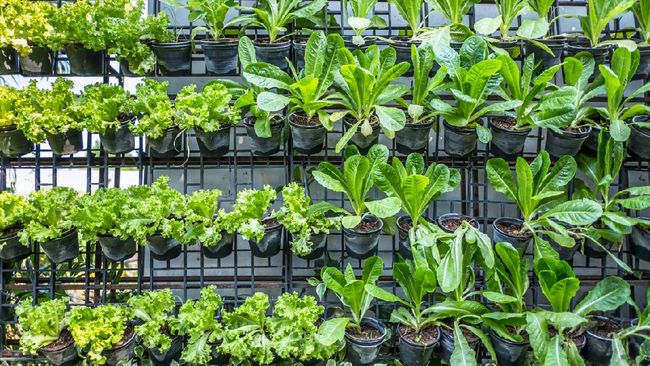 Pemerintah Provinsi DKI Jakarta resmi membuka Agro Eduwisata Ragunan (AER) sebagai tempat untuk belajar pertanian sekaligus berwisata.