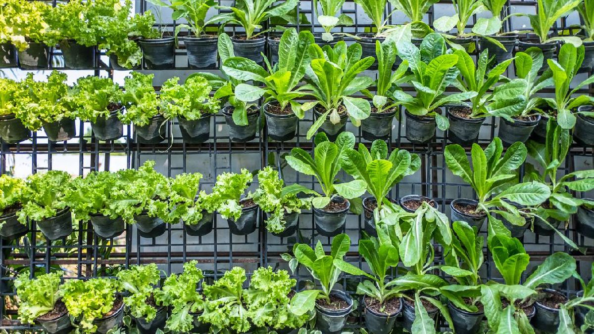 Dari Balkon hingga Halaman, Begini Cara Memulai Edible Garden di Rumah