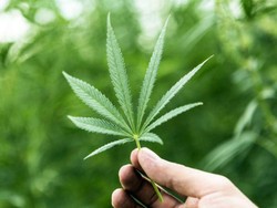 Ini Kafe Ganja Pertama di Hong Kong yang Baru Dibuka