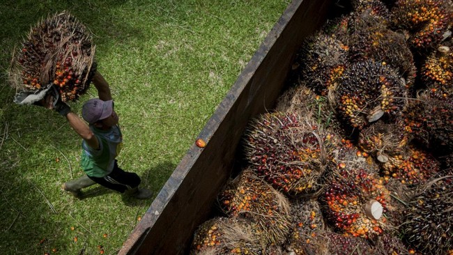 Pemerintah memperpanjang gratis pungutan ekspor kelapa sawit dan turunannya sampai 31 Desember 2022.