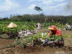 KLHK Dapat Lahan Kompensasi dari Operator Tambang Emas Banyuwangi