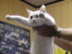 Nobiko, Kucing di Balik Meme Longcat Meninggal Dunia
