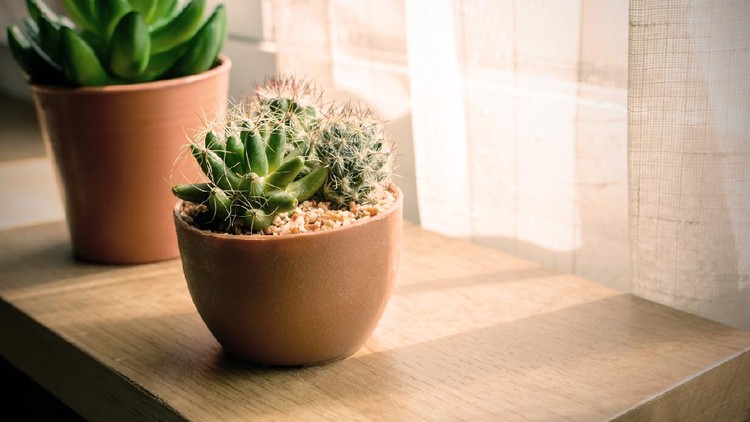 various of small plant and cactus in a pot, Vintage style