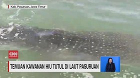 VIDEO: Kawanan Hiu Tutul di Laut Pasuruan