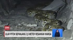 VIDEO: Ular Piton 3,5 Meter Resahkan Warga