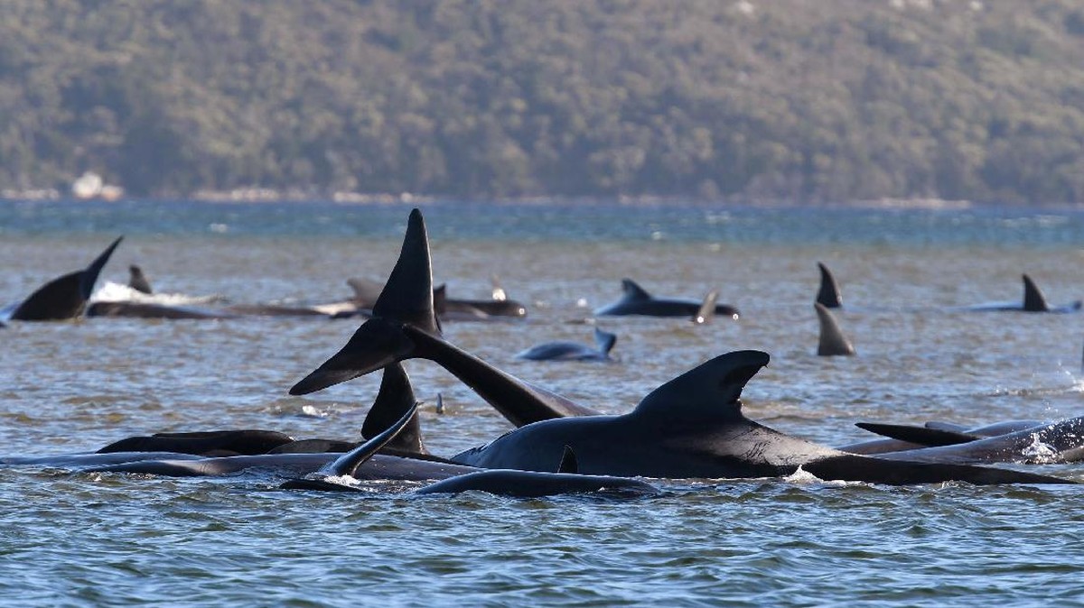 FOTO: Upaya Penyelamatan Paus Pilot Terdampar di Australia