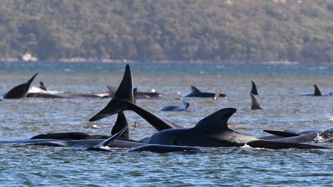 Penyelamatan paus terdampar, seperti kasus 230 satwa di Tasmania, Australia, tak bisa dilakukan sembarangan orang tanpa pelatihan. Memangnya kenapa?