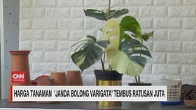 VIDEO: Demam Janda Bolong
