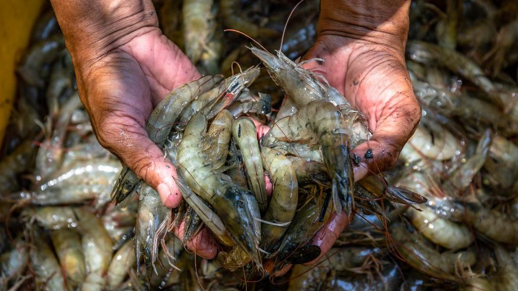 KKP Bangun Tambak Udang Terintegrasi di NTT, Pinjam Asing Rp7 T