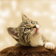 Saat Ingin Adopsi Kucing, Perhatikan Dulu Poin-Poin Ini ya!
