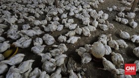 Peternak Minta Diselamatkan Jokowi dari 'Tsunami' Ayam Broiler