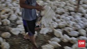 FOTO: Nasib Peternakan Ayam Potong Dihantam Pandemi