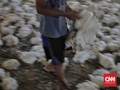 FOTO: Nasib Peternakan Ayam Potong Dihantam Pandemi