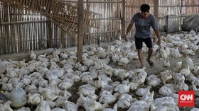 Harga Ayam 'Kemurahan', Peternak Demo Lagi di Kantor Kementan
