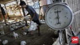 FOTO: Nasib Peternakan Ayam Potong Dihantam Pandemi Pandemi virus corona berimbas pada turunnya permintaan unggas, termasuk ayam potong.