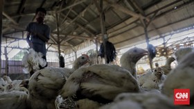 Polisi Cek Info soal Bansos Ayam Hidup di Cianjur