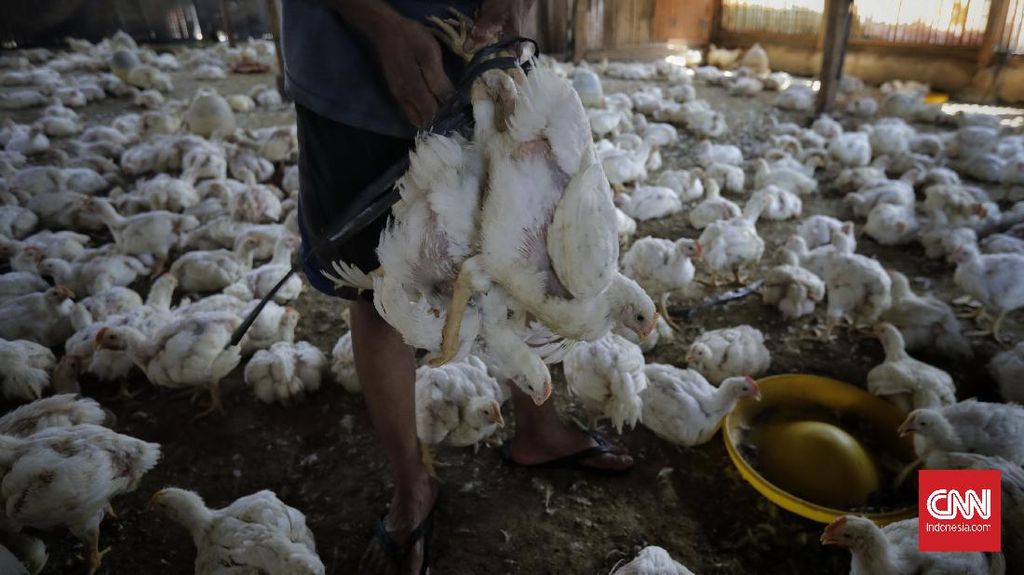 4,8 Juta Peternak Terancam Bangkrut Imbas Harga Ayam dan Telur Anjlok